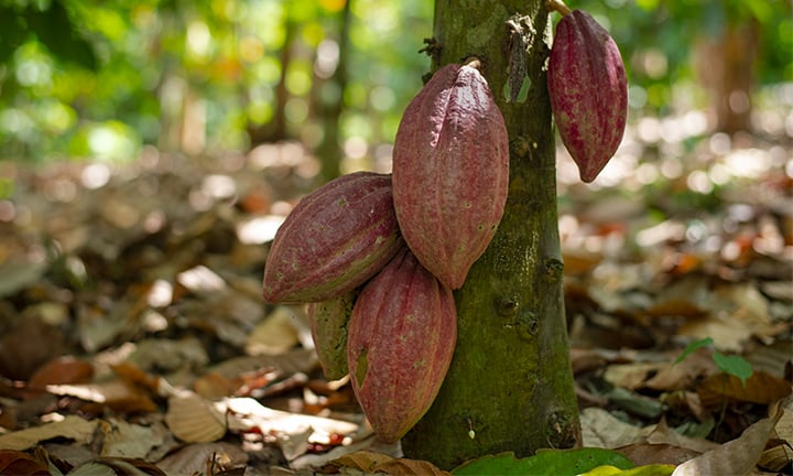 Domori-albero-con-frutti-cacao-720x432px