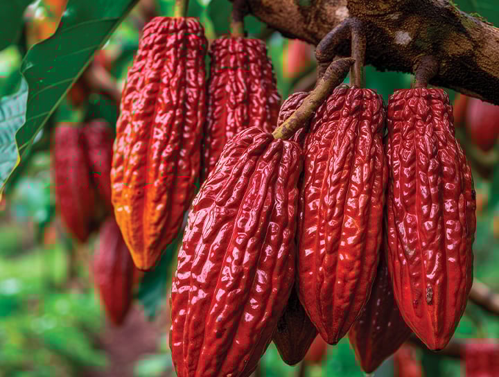 Domori-cabosse-cacao-720x544px