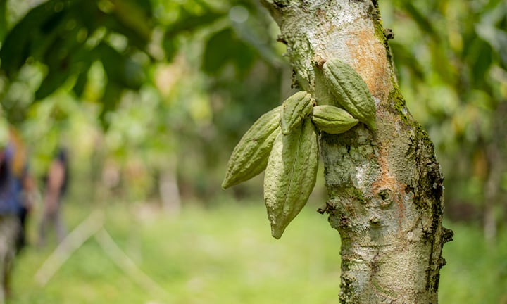 Domori-cacao-acerbo-720x432px