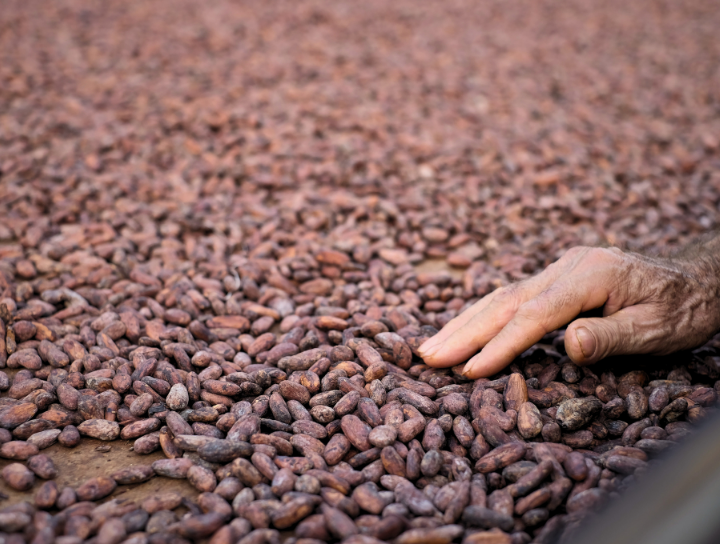 Domori-criollo-mission-commitment-720x544