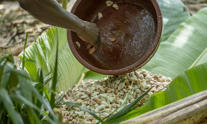 Domori-fermentazione-cacao-720x432px