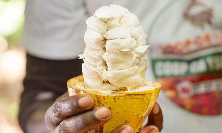 Domori-frutto-cacao-crudo-720x432px