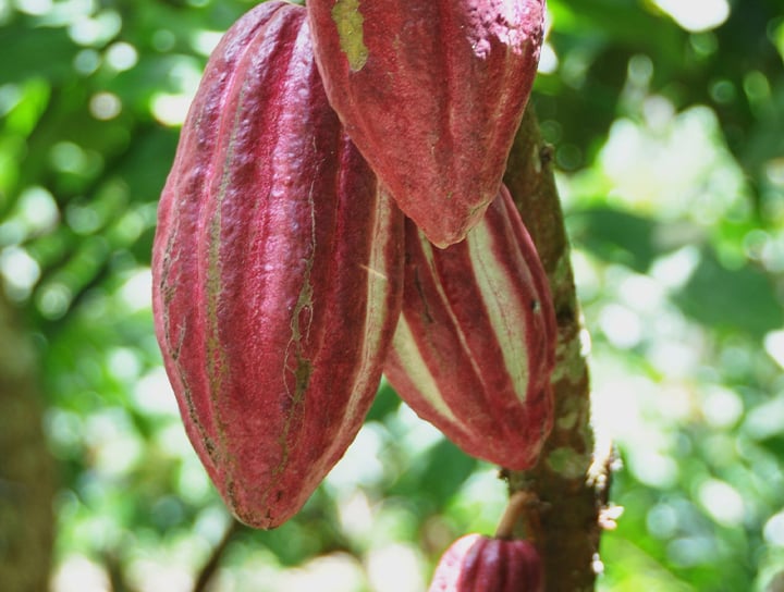 Domori-cabosse-mature-albero-720x544px