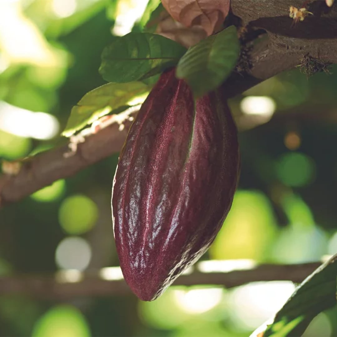 IRCA-cabossa-albero-cacao-1080x1080px