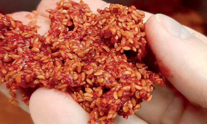 Ravifruit-seeds-image-720x432px