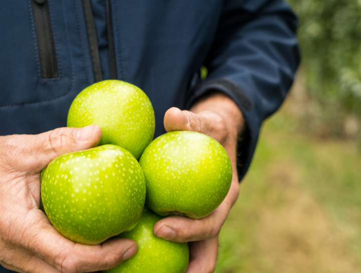 Rvifruit - history - apples