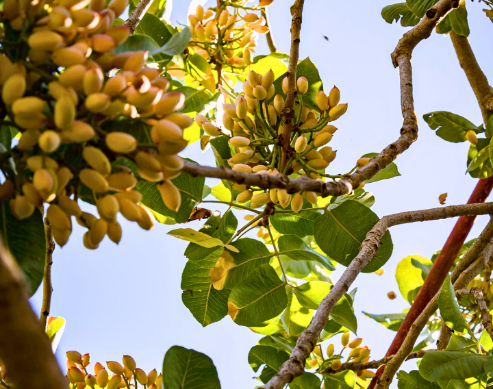 IRCA Group - Our commitment