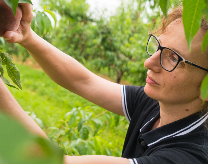 Ravifruit - our partner producers in the field