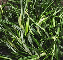Rosemary - 