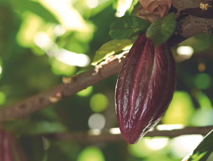 IRCA Since FM chocolate pod showcase