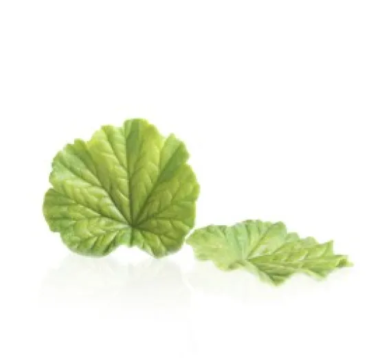 Verde Folha de Primavera